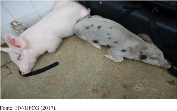 Acepromazina e/ou xilazina na sedação de suínos - Image 6