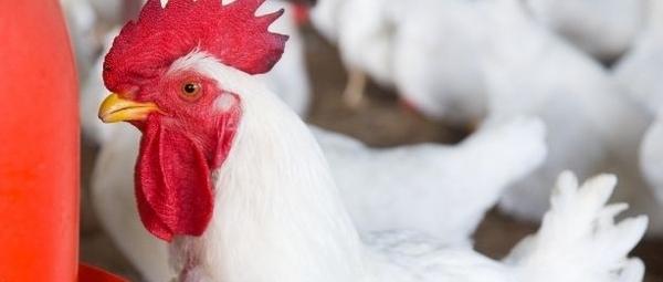 Saúde respiratória em aves - Image 1