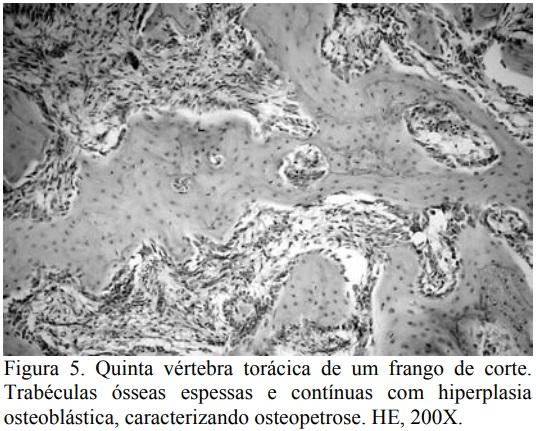 Espondilolistese em frango de corte no Brasil - Image 5