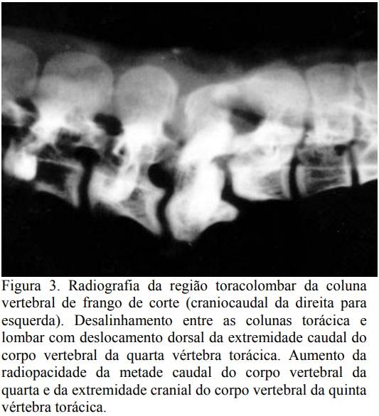 Espondilolistese em frango de corte no Brasil - Image 3
