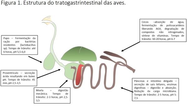 A importância da saúde intestinal na produção avícola - Image 1