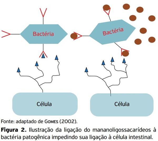 Uso de aditivo alimentar equilibrador da flora intestinal em aves de corte e de postura - Image 2