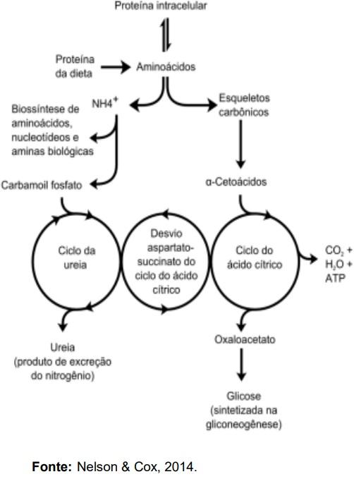 Aminoácidos limitantes na nutrição de suínos - Image 6