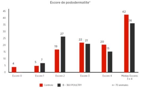 Minerais orgânicos diminuem a incidência de pododermatite em frangos de corte - Image 22