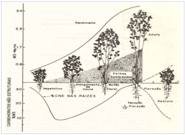 Figura 1: Representação gráfica do crescimento aéreo e a mobilização de carboidratos não-estruturais nas raízes da alfafa. Fonte: Blaser (1994).