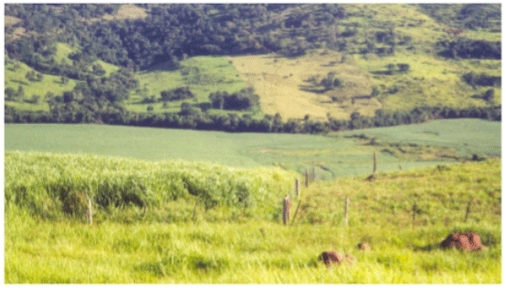 Foto 1: No primeiro plano piquete em rebrota; ao fundo à direita, piquete logo após a saída dos animais; ao fundo à esquerda, piquete em ponto ótimo de repouso. Fonte: Cícero Berton (2003).