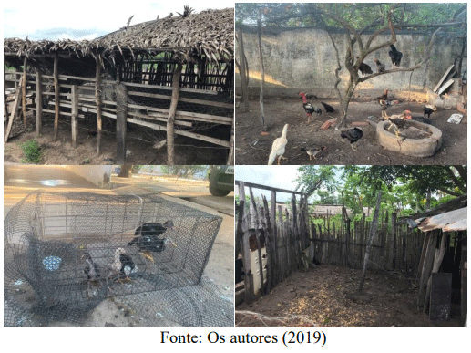 Figura 2 – Instalações rústicas das aves de subsistência criadas no entorno do Sítio de aves migratórias de Panaquatira - MA.