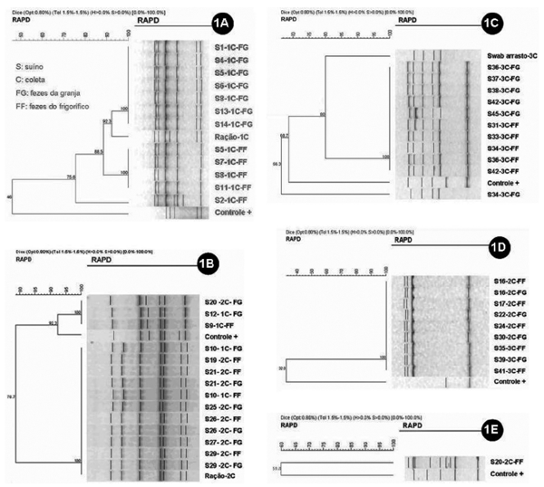 Fig.1. Dendrogramas dos 50 isolados de Salmonella discriminados por sorovar. (1A) Isolados de S. Typhimurium. (1B) S. Agona. (1C) S. Minnesota. (1D) S. Infantis. (1E) S. Panama. (S) suíno, (C) coleta, (FG) isolados de fezes dos animais na granja, (FF) isolados de fezes dos animais no frigoríico.
