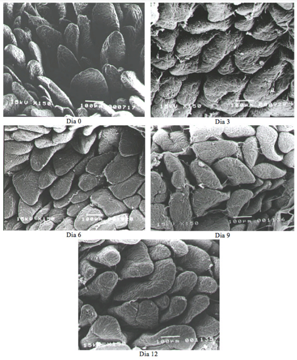  Figura 1. Eléton-micrografias (x150) das velosidades do duodeno dos leitões nos diferentes dias pós-desmama.