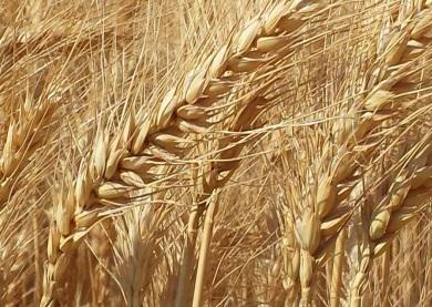 Arroz é alternativa viável para reduzir custos de produção de suínos e aves - Image 3