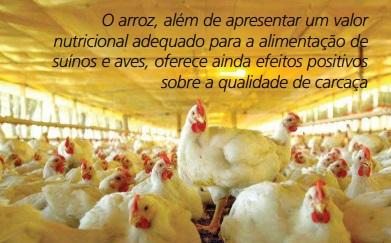 Arroz é alternativa viável para reduzir custos de produção de suínos e aves - Image 4