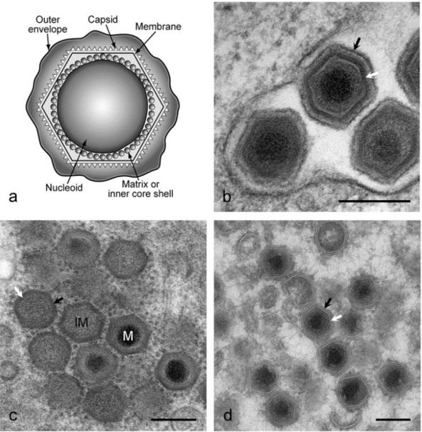 Patogênese experimental de parapoxvírus bovino 2 em bezerros, e poxvírus suíno como modelo para inativação viral em carcaças - Image 2