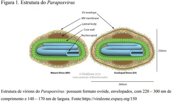 Patogênese experimental de parapoxvírus bovino 2 em bezerros, e poxvírus suíno como modelo para inativação viral em carcaças - Image 1