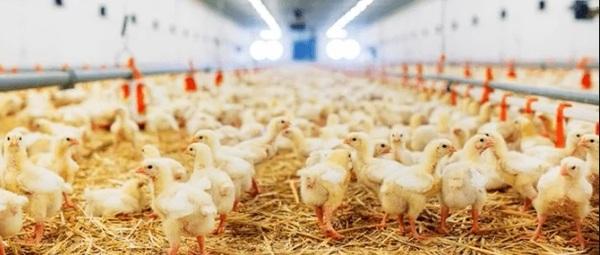 BIOWALL®: solução eficaz, segura e natural no combate à Salmonella na avicultura - Image 13