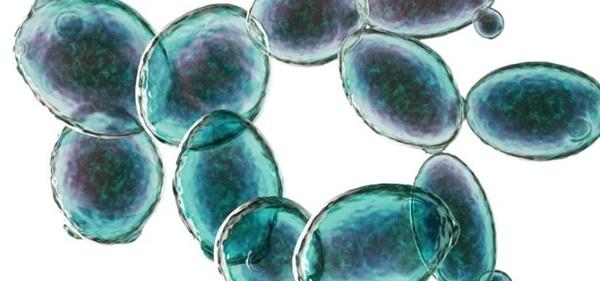 BIOWALL®: solução eficaz, segura e natural no combate à Salmonella na avicultura - Image 8