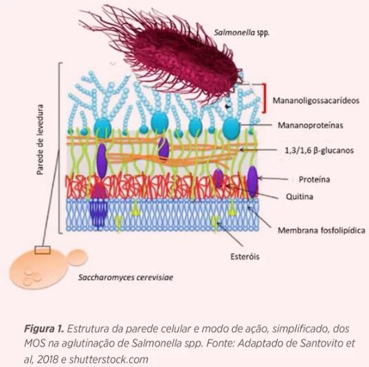 BIOWALL®: solução eficaz, segura e natural no combate à Salmonella na avicultura - Image 9