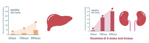 Figura 8. Esquema ilustrativo da D-AAO no fígado e rins conforme D`Aniello et al. (1993).