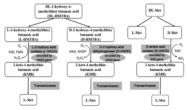 Figure 4. Passos da efetividade isomérica das fontes de metionina (Zhang et al. 2018).