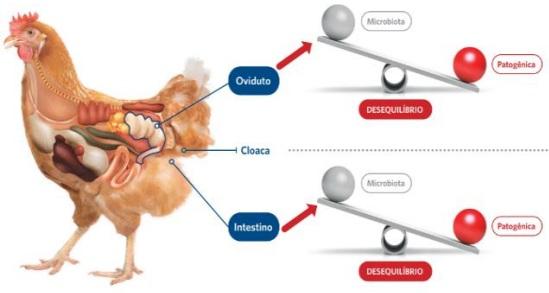 Uso de probióticos e seus efeitos no bem-estar de aves de produção de ovos - Image 2