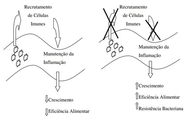 Alternativos em nutrição e alimentação de aves - Image 1