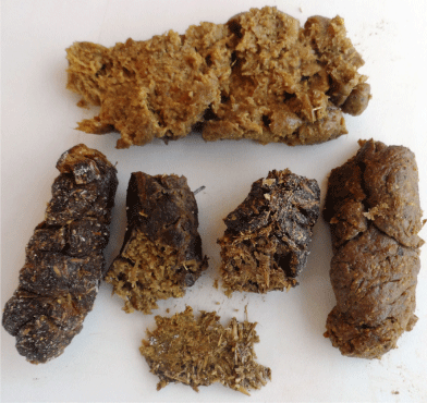 FIGURA 2. Escore fecal de suínos em fase inicial recebendo dieta contendo níveis crescentes de fibra insolúvel (Fonte: Autor).