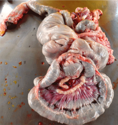 FIGURA 1. Trato gastrointestinal de um suíno em fase inicial recebendo dieta contendo níveis crescentes de fibra insolúvel (Fonte: Autor).
