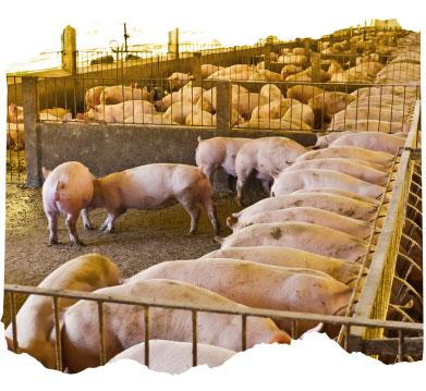 ESTRESSE OXIDATIVO NA PRODUÇÃO ANIMAL: COMO É GERADO E PROPOSTAS PARA REDUZÍ-LO