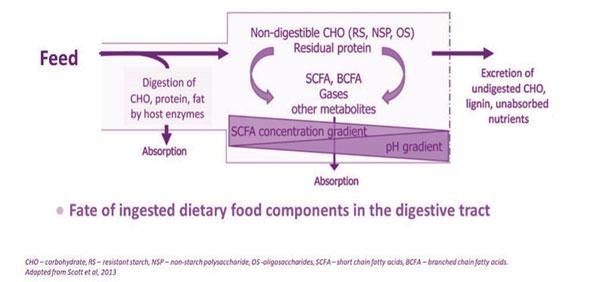 Figura4: Destino da ração não digerida no trato digestivo (Scott et al., 2013).