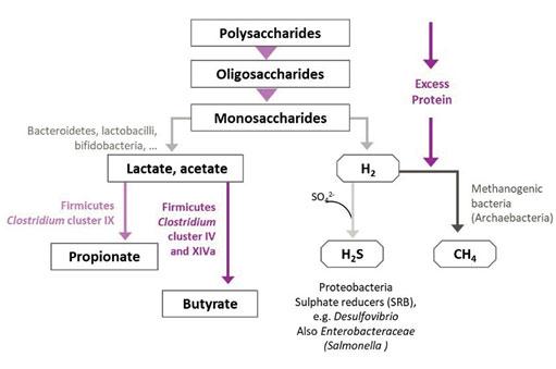 Figura 3a: Fração de carboidratos não digerível e microbiota envolvida neste processo (Ducatelle et al., 2016).