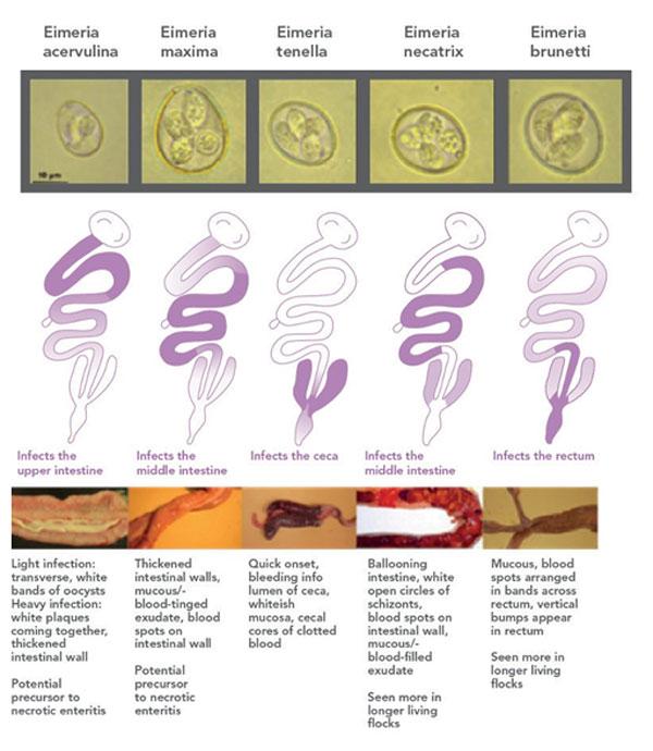 Figura 2: Cinco espécies mais importantes de Eimeria (fonte: backyardchickens.com).
