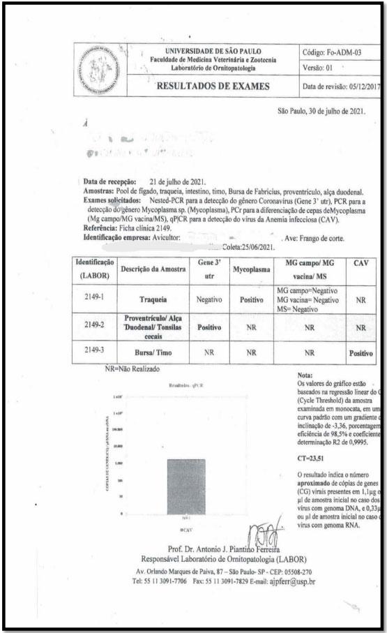 Imagem 01. Resultado das análises realizadas a fim de constatar a presença de CAV em órgãos linfoides.