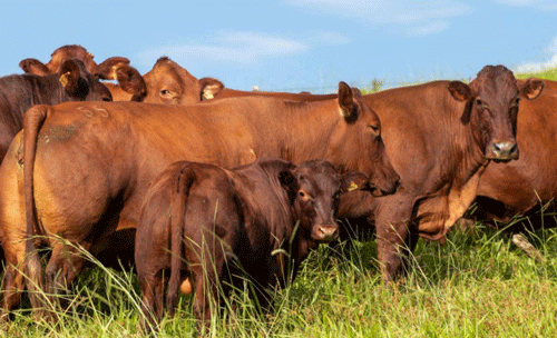 Figura 01. Animais da raça Bonsmara. Fonte: Fazenda Santa Joana.