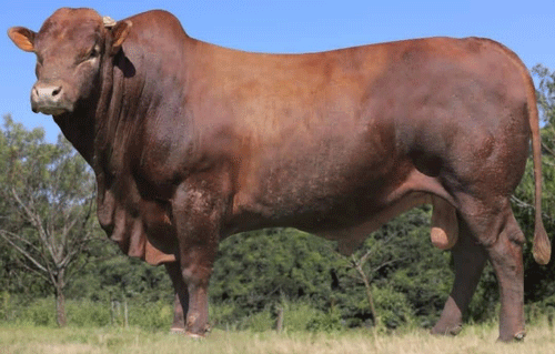 Figura 03. Touro Bonsmara apresentando os padrões da raça, como alto grau de musculatura. Fonte: Jat Bonsmara, 2018.