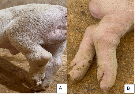 Protocolo de manejo clínico e vigilância em casos de surto de streptococcus suis em leitões desmamados - Image 6