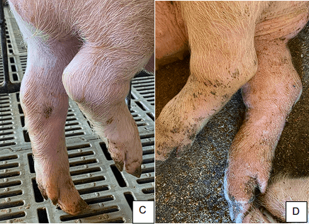 Protocolo de manejo clínico e vigilância em casos de surto de streptococcus suis em leitões desmamados - Image 7