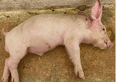 Protocolo de manejo clínico e vigilância em casos de surto de streptococcus suis em leitões desmamados - Image 4