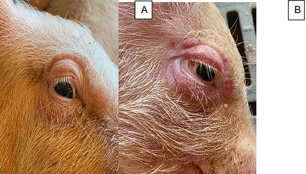 Protocolo de manejo clínico e vigilância em casos de surto de streptococcus suis em leitões desmamados - Image 5