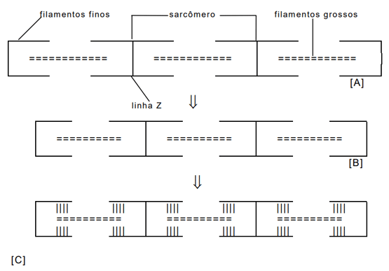 Figura 2 - Esquema das modificações da estrutura muscular post-mortem : [A] - repouso (imediatamente após a morte); [B] - contração, e, [C] - rigor mortis (HAMM, 1982). 