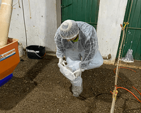 Eficiência do protocolo de fermentação em cama de aviário para controle de salmonela - Image 3