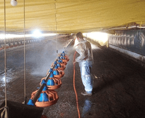 Eficiência do protocolo de fermentação em cama de aviário para controle de salmonela - Image 5