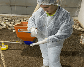 Eficiência do protocolo de fermentação em cama de aviário para controle de salmonela - Image 2