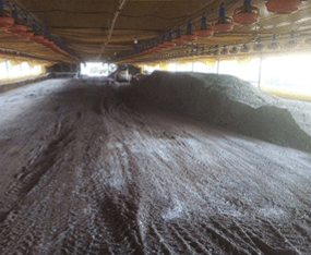 Eficiência do protocolo de fermentação em cama de aviário para controle de salmonela - Image 11