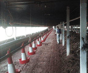 Eficiência do protocolo de fermentação em cama de aviário para controle de salmonela - Image 7