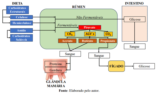 Figura 10 – Esquema do metabolismo de carboidratos em ovinos