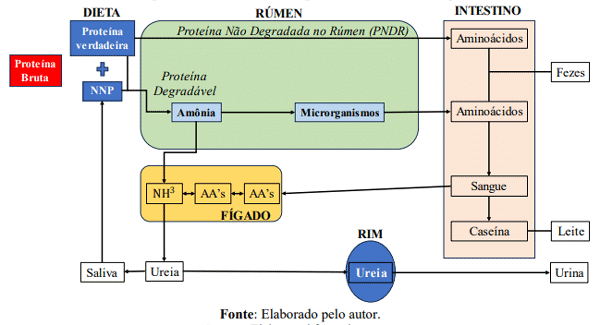 Figura 9 – Esquema do metabolismo de nitrogênio em ovinos