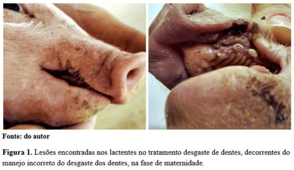 Figura 1
