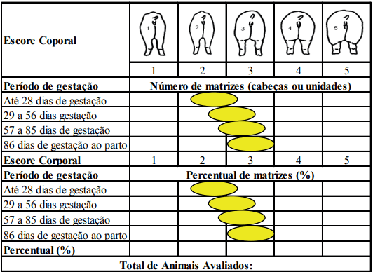 Aspectos práticos do manejo de leitoas e porcas gestantes para a manutenção do escorre corporal - Image 4