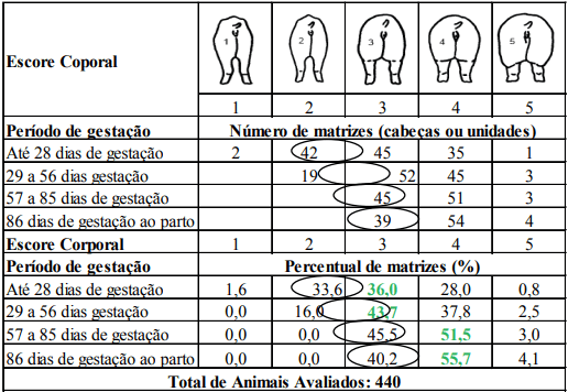 Aspectos práticos do manejo de leitoas e porcas gestantes para a manutenção do escorre corporal - Image 5