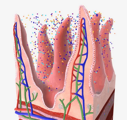 Estratégias para melhorar a saúde intestinal em animais monogástricos - Image 2