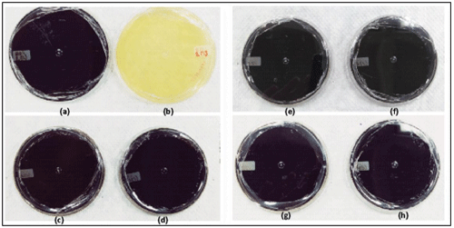 Figura 3: Placas de Petri com meio Enterococcosel referentes às coletas de 1 a 4: (a) amostra líquida da 1ª coleta; (b) amostra sólida da 1ª coleta; (c) amostra líquida da 2ª coleta; (d) amostra sólida da 2ª coleta; (e) amostra líquida da 3ª coleta; (f) amostra sólida da 3ª coleta; (g) amostra líquida da 4ª coleta; (h) amostra sólida da 4ª coleta. Fonte: Elaborado pela autora (2022)